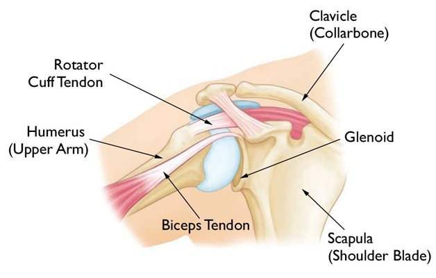 Shoulder Dislocations