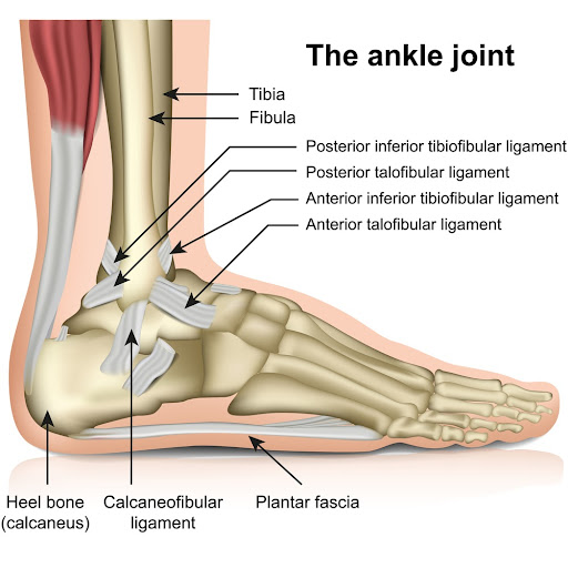 Ankle Ligament and Cartilage - OrthofootMD Singapore